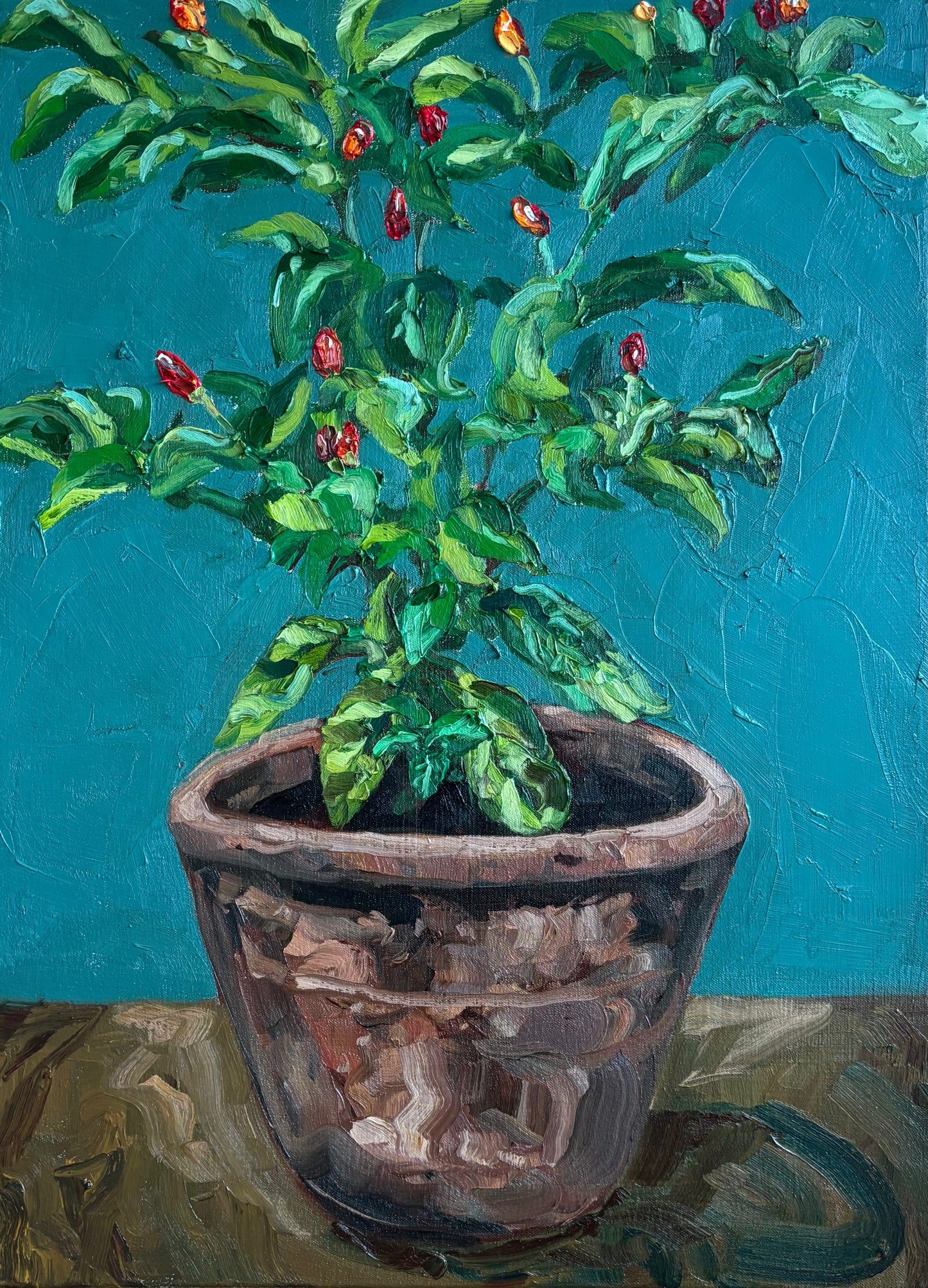 Chilli Plant