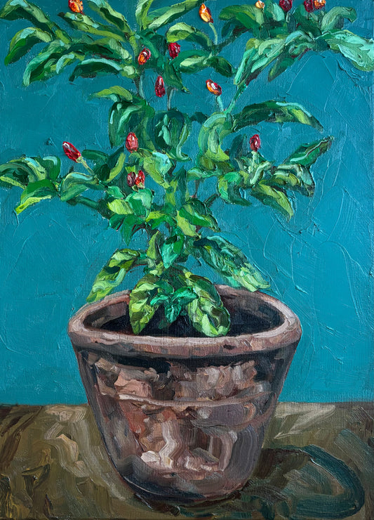 Chilli Plant